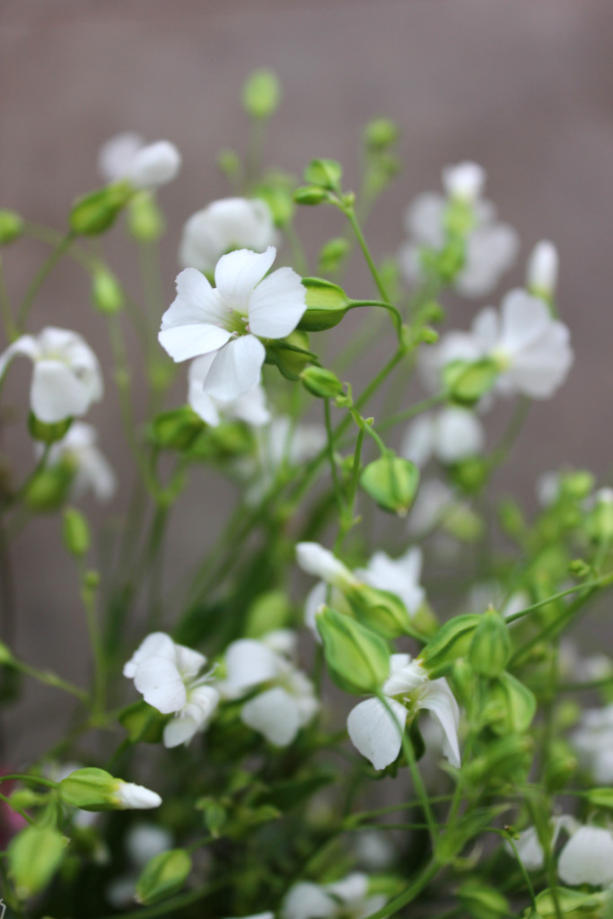 Saponaria - Detail White - Photo Credit Allison Linder