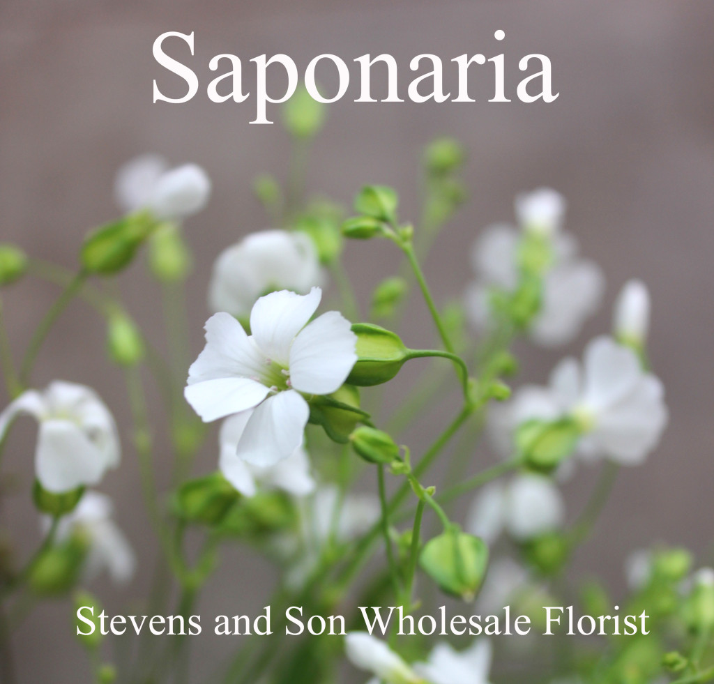 Saponaria - Photo Credit Allison Linder