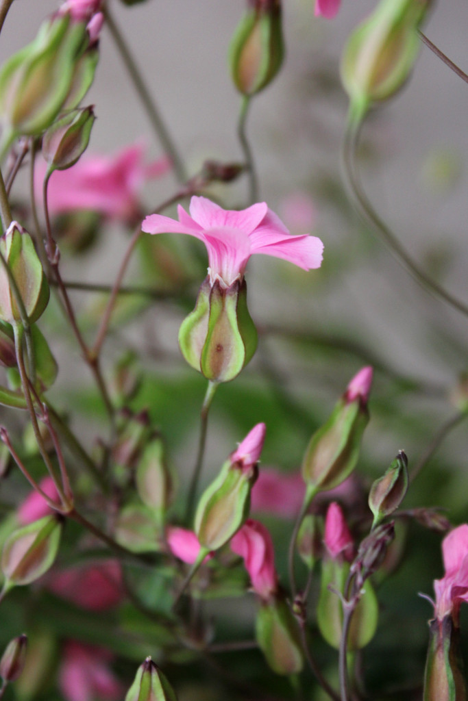 Saponaria - Pink Detail - Photo Credit Allison Linder