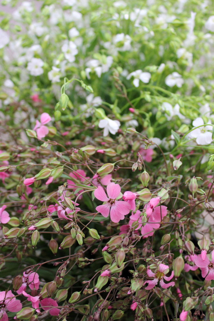 Saponaria - Pink - Photo Credit Allison Linder