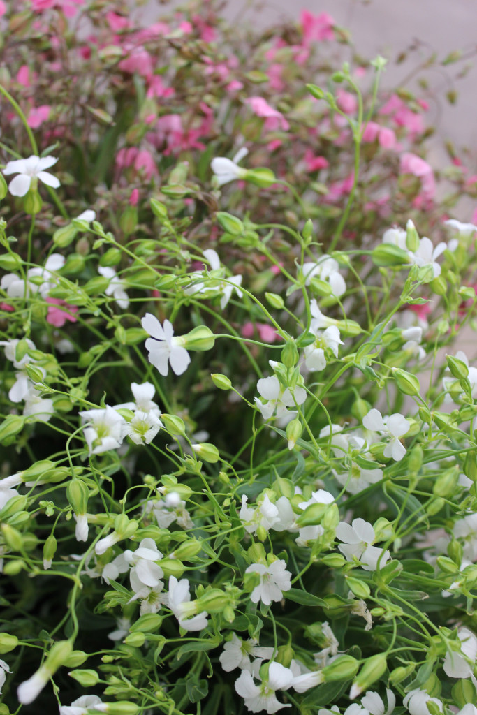Saponaria - White - Photo Credit Allison Linder