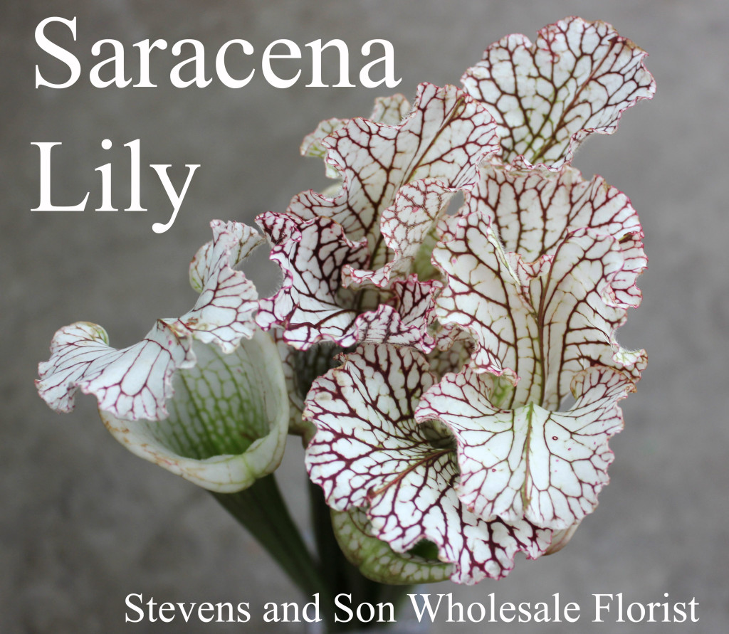Saracena Lily - Photo Credit Allison Linder