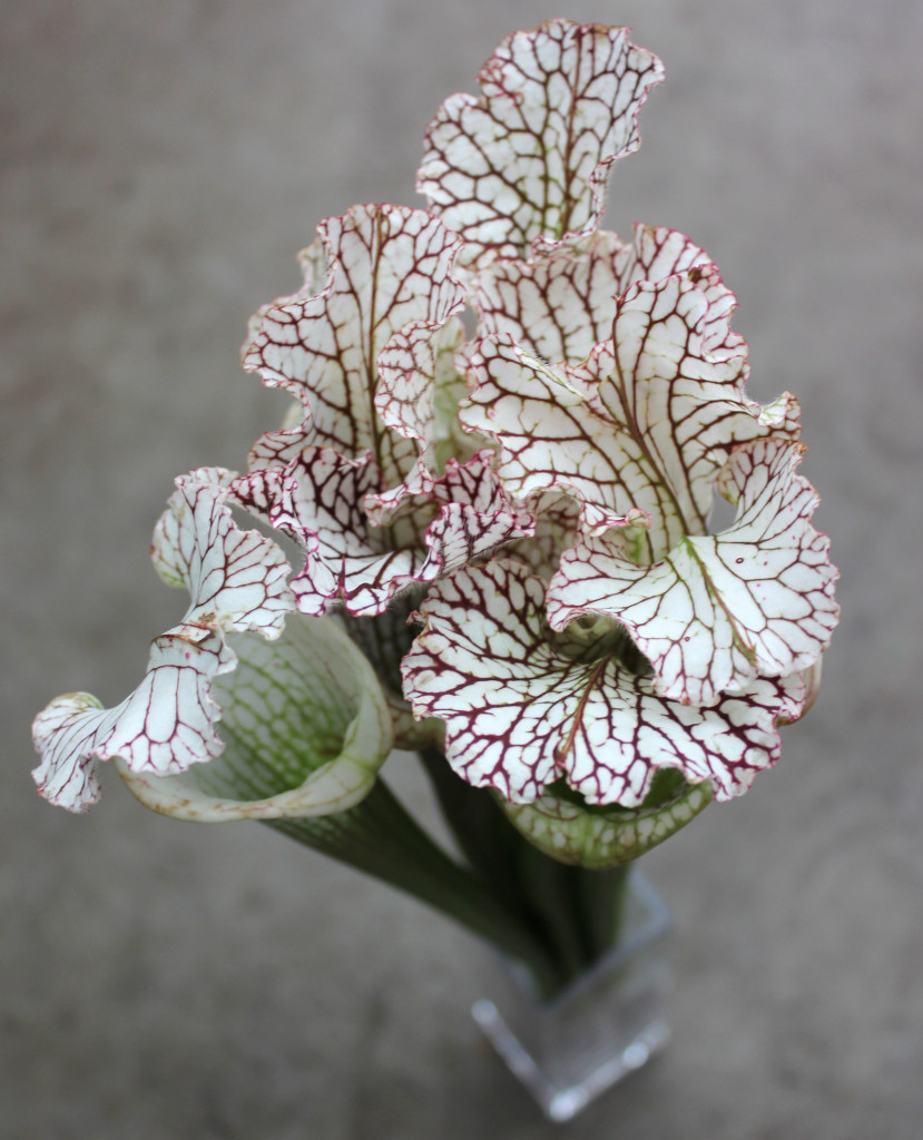 Saracena Lily - Side - Photo Credit Allison Linder