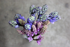 Scilla - Aerial - Photo Credit Allison Linder