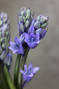 Scilla - Blue Detail - Photo Credit Allison Linder
