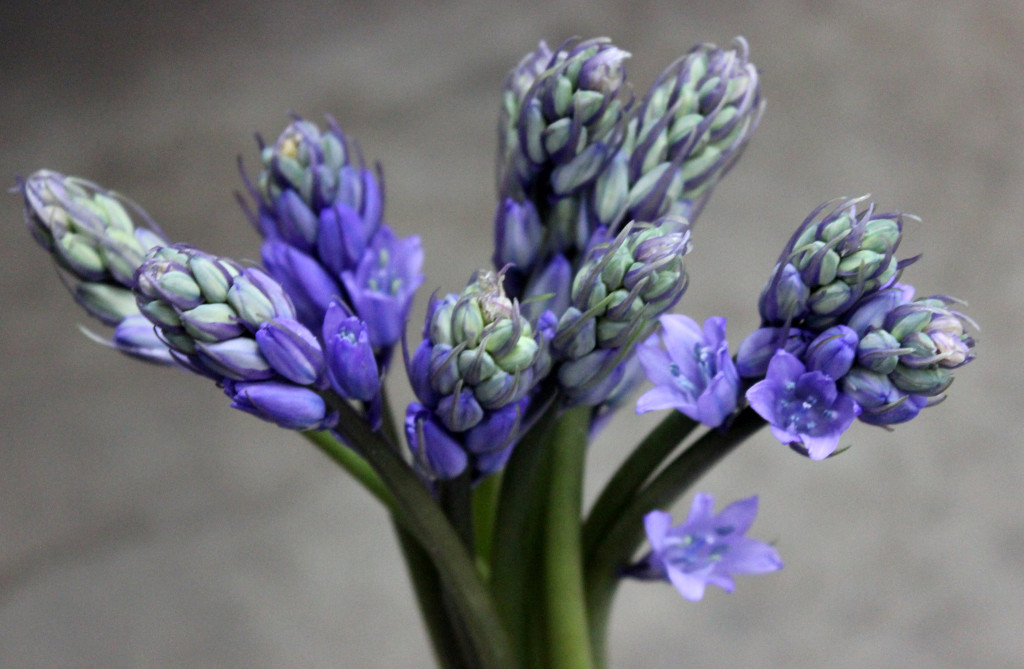 Scilla - Blue - Photo Credit Allison Linder