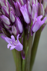 Scilla - Lavender Detail - Photo Credit Allison Linder