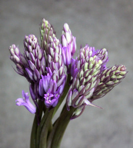 Scilla - Lavender - Photo Credit Allison Linder