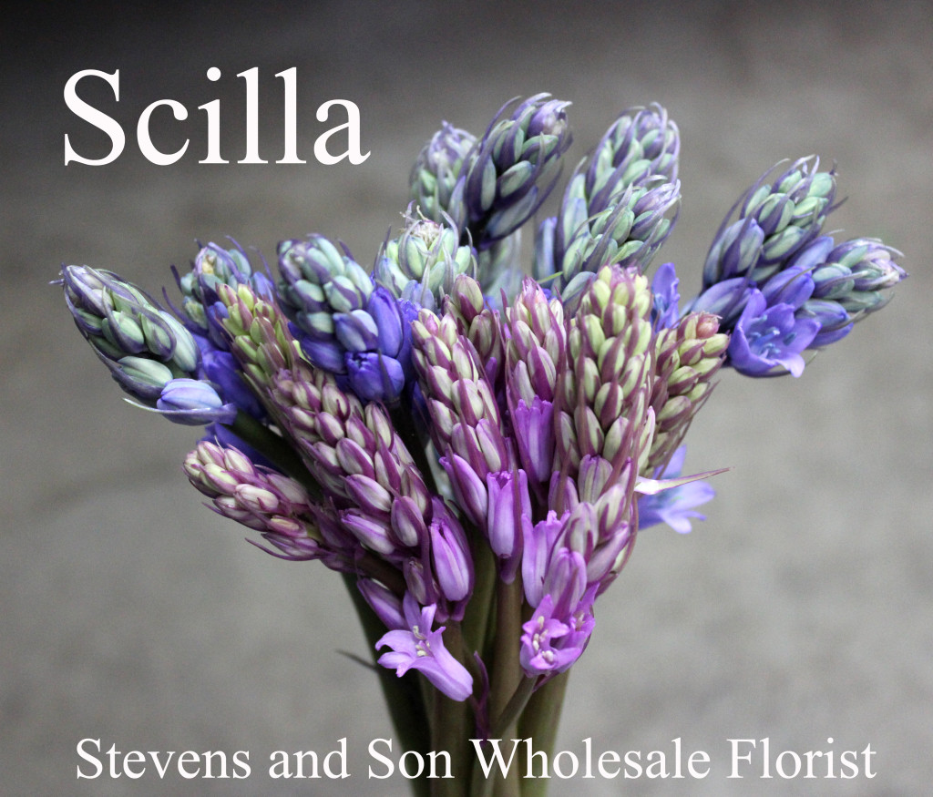 Scilla - Photo Credit Allison Linder