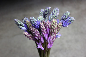 Scilla - Side - Photo Credit Allison Linder
