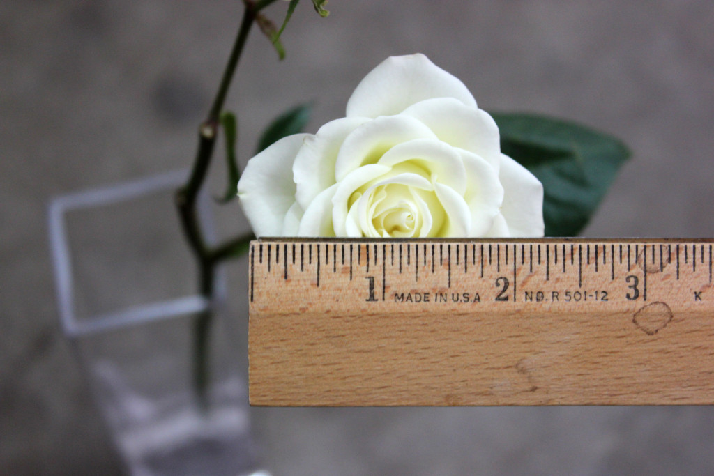 Snowflake - Measured - Photo Credit Allison Linder