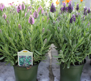 Spanish Lavender - Photo credit Allison Linder