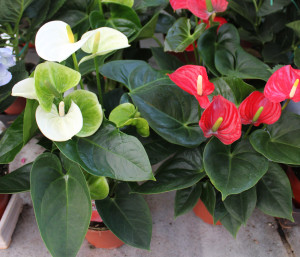Spathiphyllum - Photo Credit Allison Linder