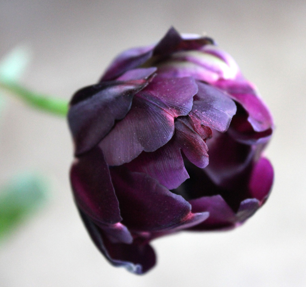 Stevens Double Purple Tulip - Aerial - Photo Credit Allison Linder