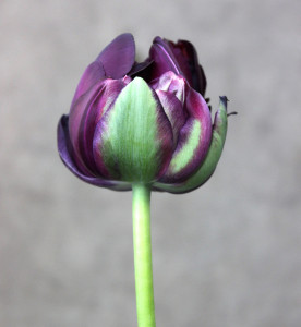 Stevens Double Purple Tulip - Side - Photo Credit Allison Linder