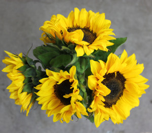 Sunflowers - Blk Eye - Photo Credit Allison Linder