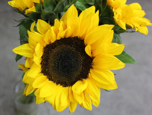 Sunflowers - Blk Eye Single - Photo Credit Allison Linder