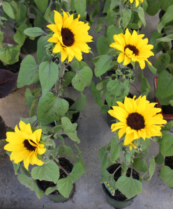 Sunflowers - Photo Credit Allison Linder