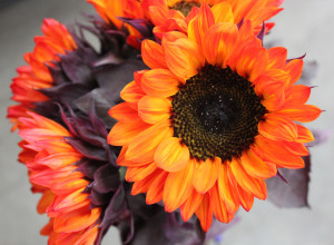 Sunflowers - Red Tint Detail - Photo Credit Allison Linder