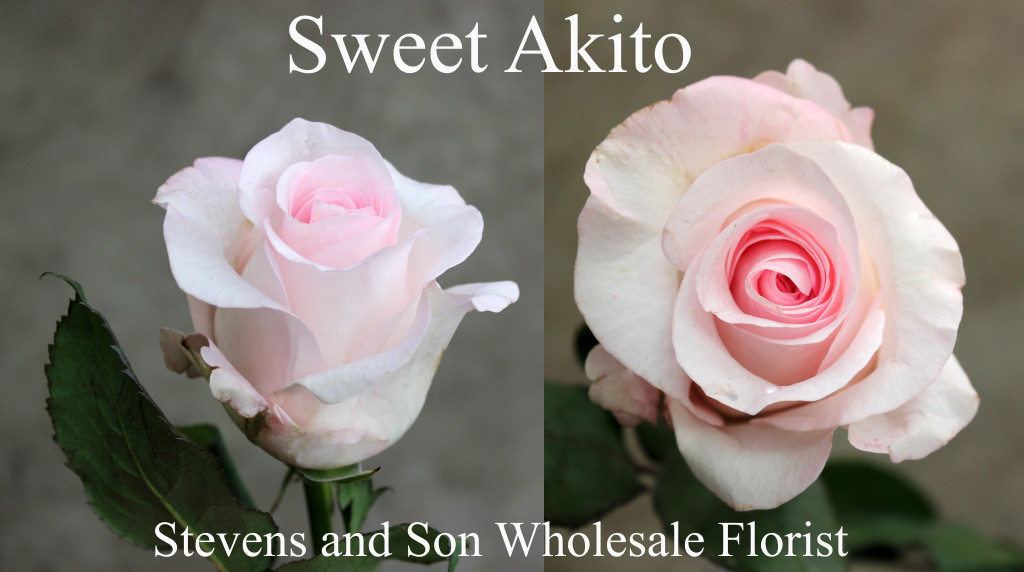 Sweet Akito - Photo Credit Allison Linder
