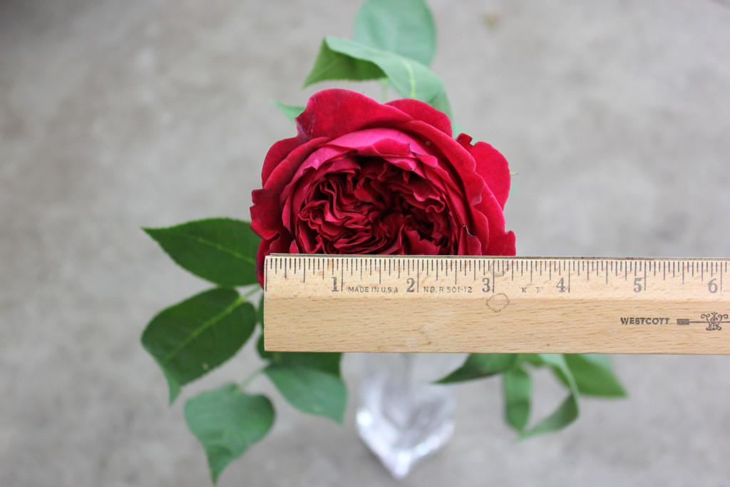 Tess - Measured - Photo Credit Allison Linder