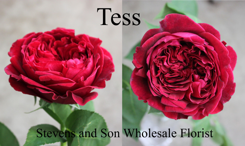 Tess - Photo Credit Allison Linder