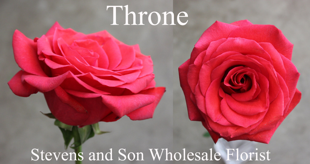 Throne - Photo Credit Allison Linder