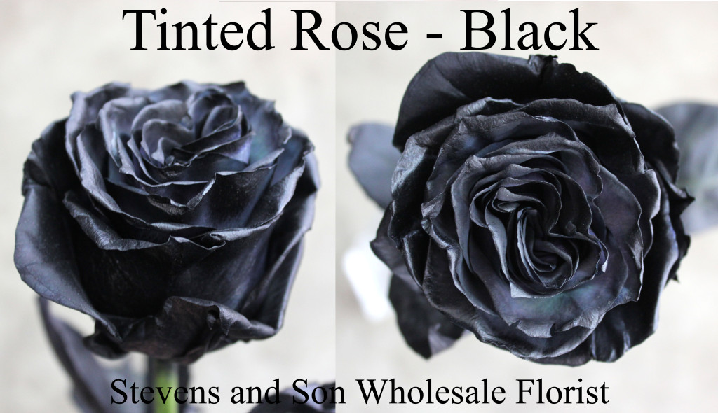 Tinted Rose Black - Photo Credit Allison Linder