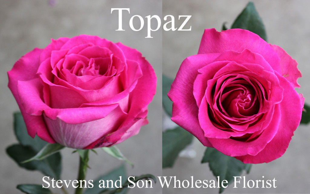 Topaz - Photo Credit Allison Linder