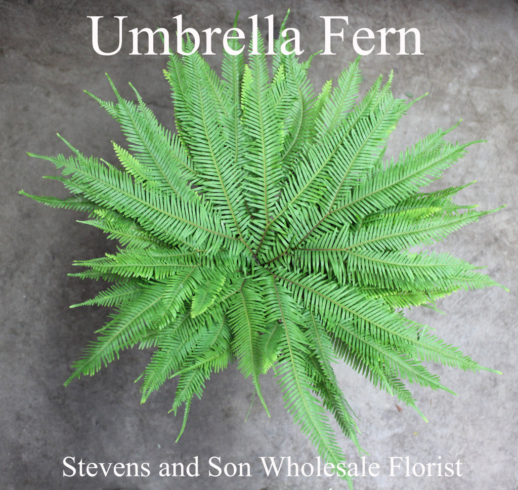 Umbrella Fern - Photo Credit Allison Linder copy