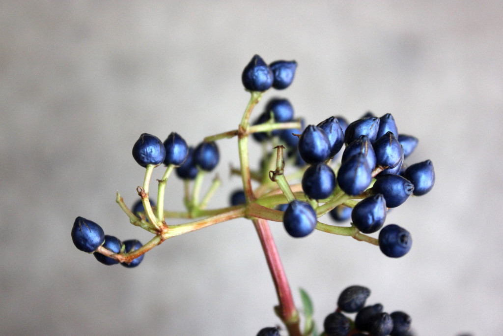 Viburnum Tinus Berry - Detail - Photo Credit Allison Linder
