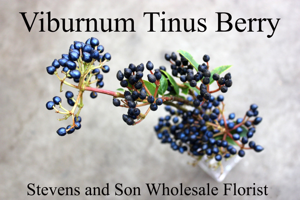 Viburnum Tinus Berry - Photo Credit Allison Linder
