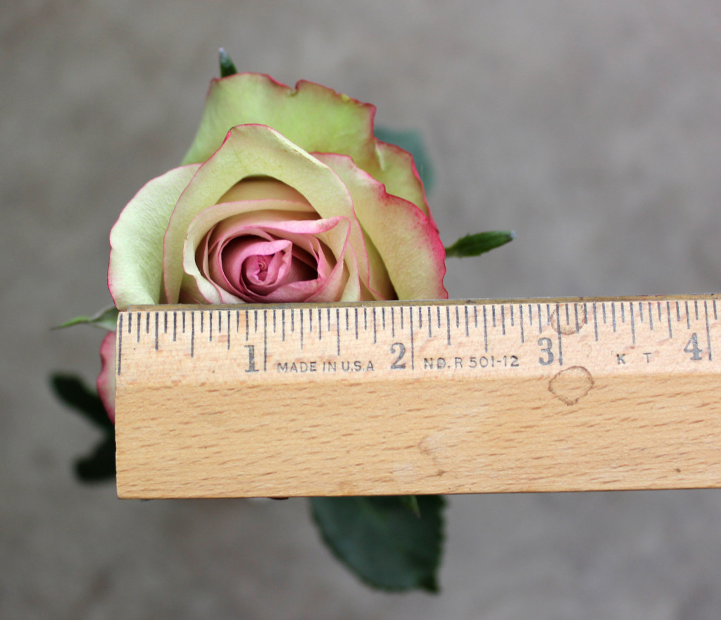Vintage - Measured - Photo Credit Allison Linder
