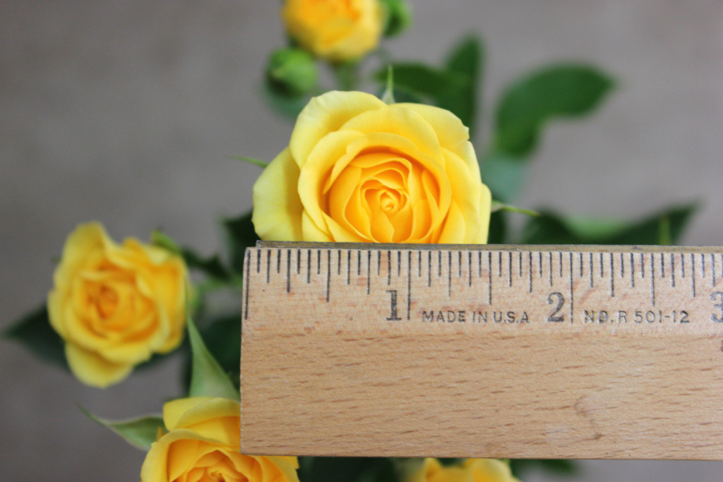 Yellow Babe - Measured - Photo Credit Allison Linder