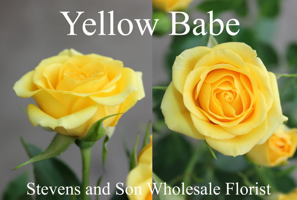 Yellow Babe - Photo Credit Allison Linder