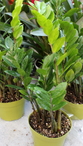 Zamioculcas Zamiifolia - Photo Credit Allison Linder