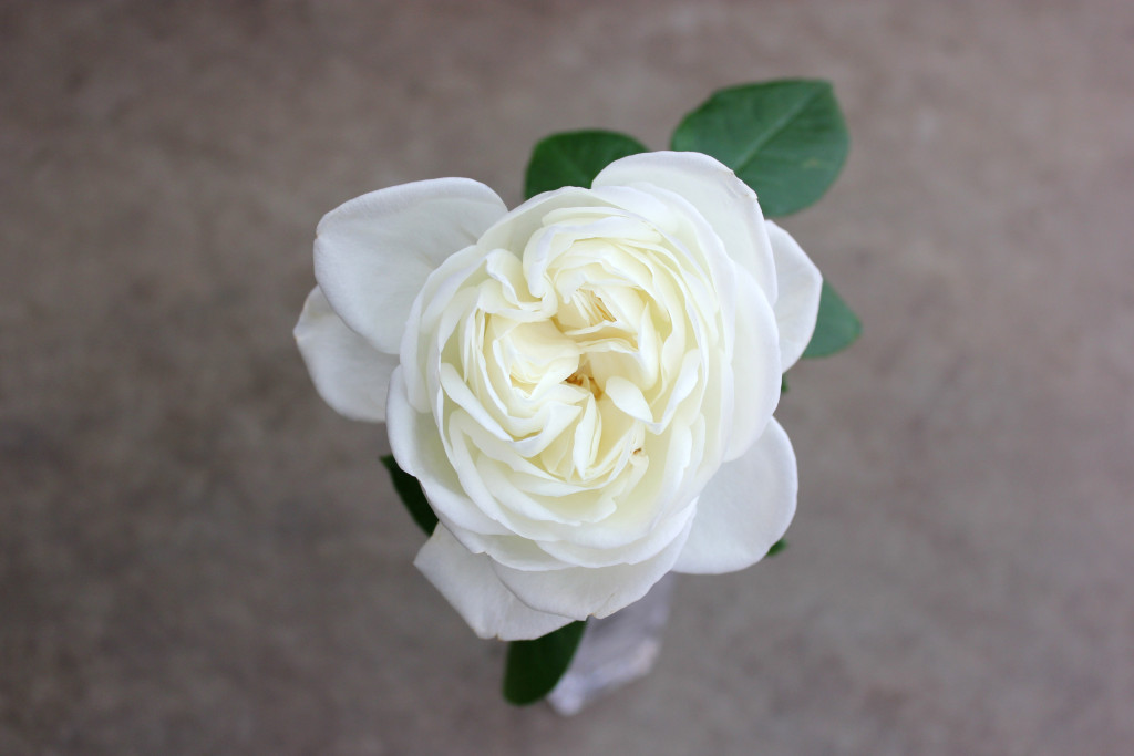 Blanc de Blancs - Aerial - Photo Credit Allison Linder