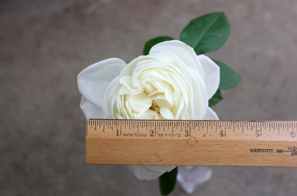 Blanc de Blancs - Measured - Photo Credit Allison Linder