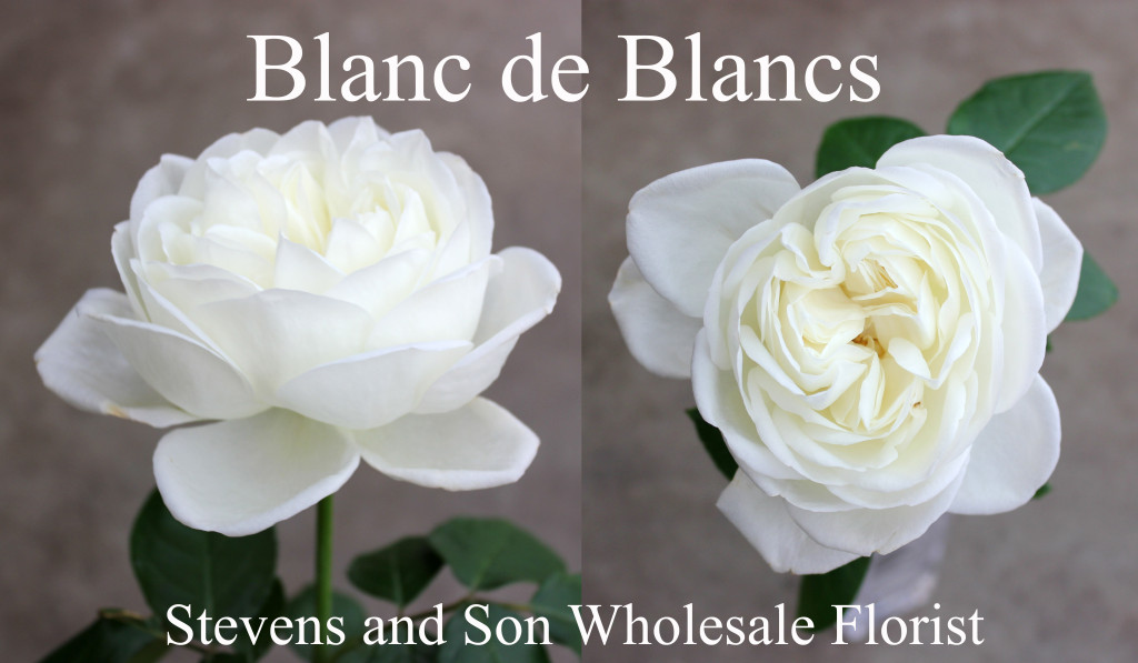 Blanc de Blancs - Photo Credit Allison Linder