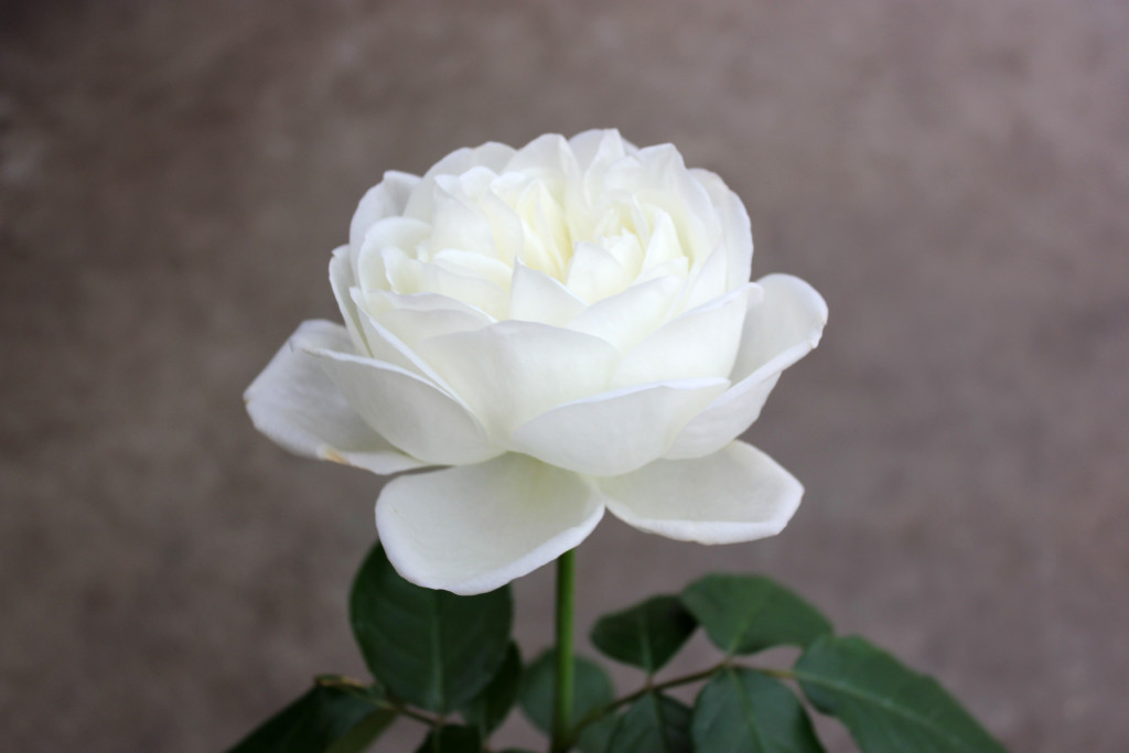 Blanc de Blancs - Side - Photo Credit Allison Linder