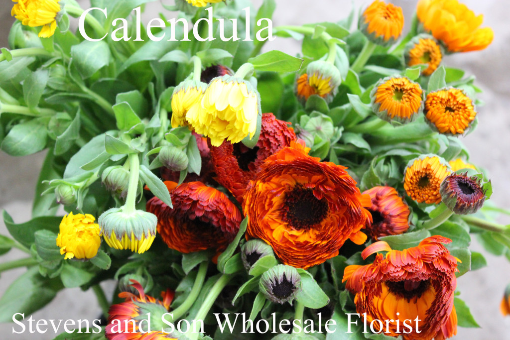 Calendula - Photo Credit Allison Linder