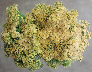 Cottage Yarrow - Peach - Photo Credit Allison Linder