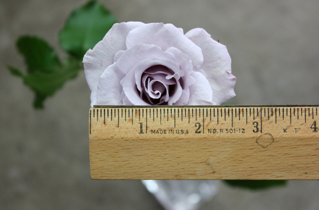 Eloquence - Measured - Photo Credit Allison Linder