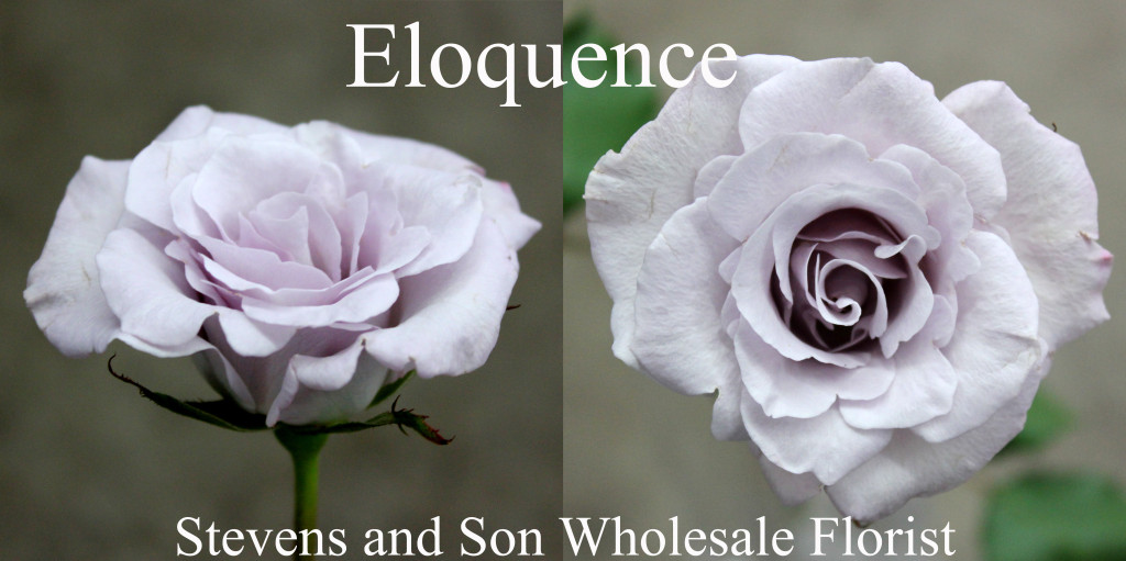 Eloquence - Photo Credit Allison Linder