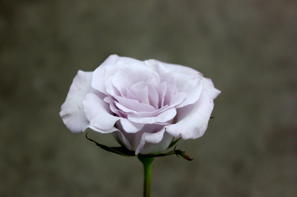 Eloquence - Side - Photo Credit Allison Linder