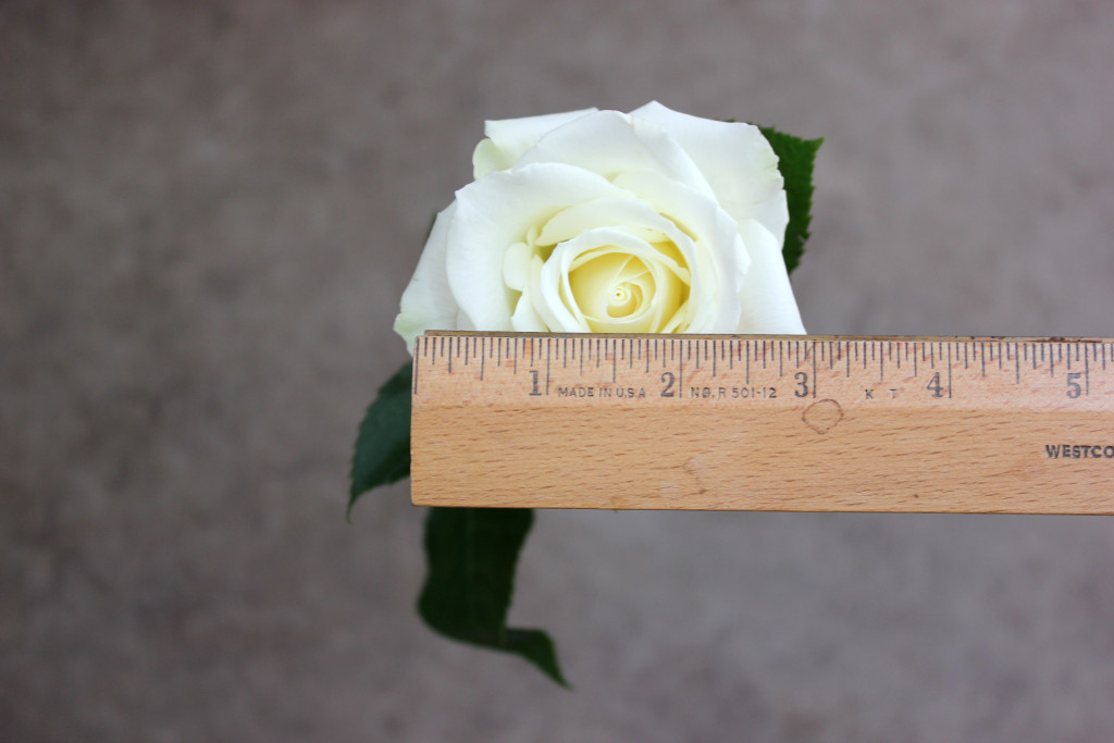Escimo - Measured - Photo Credit Allison Linder