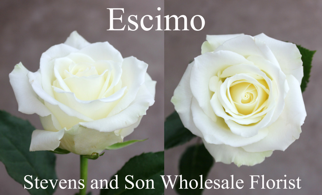 Escimo - Photo Credit Allison Linder