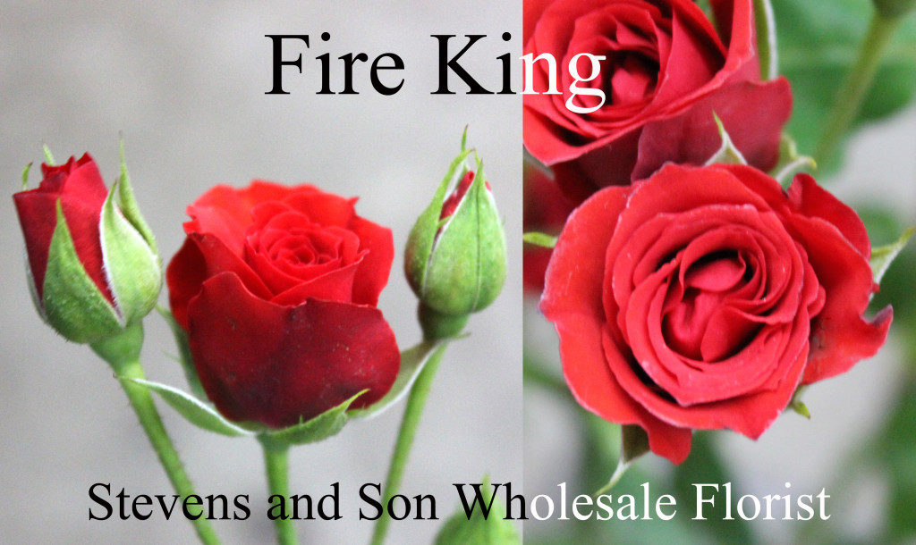 Fire King - Photo Credit Allison Linder