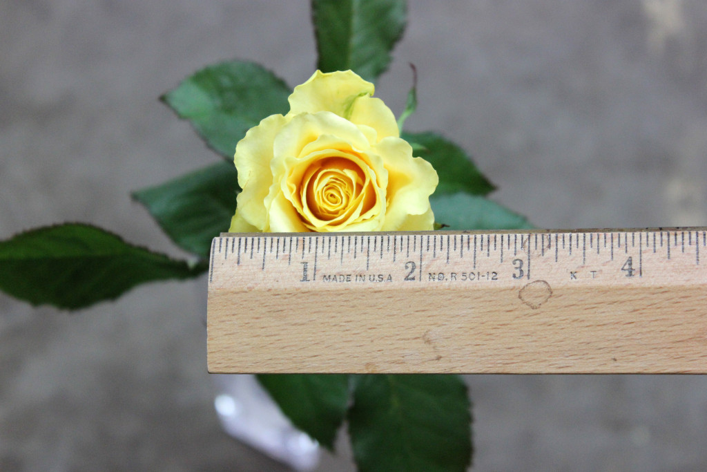 Frisco - Measured - Photo Credit Allison Linder