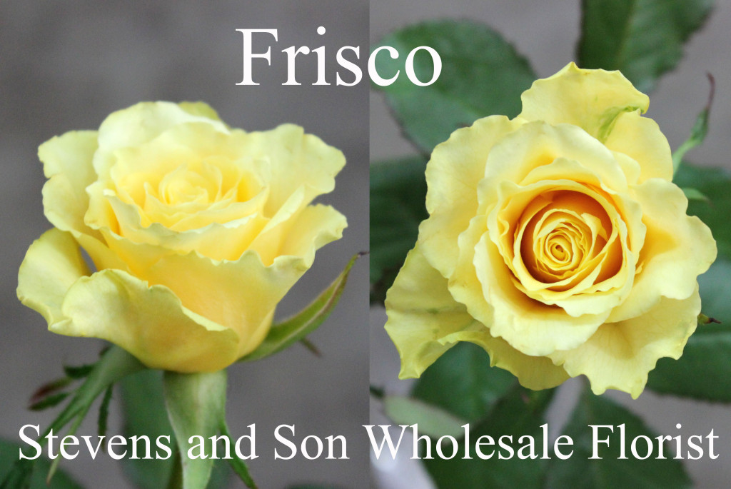 Frisco - Photo Credit Allison Linder
